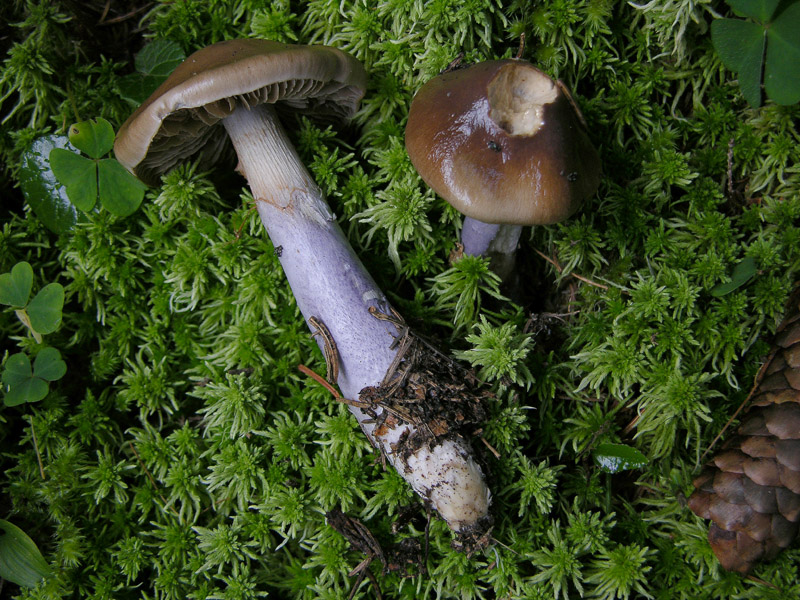 Cortinarius integerrimus Kuhner ex Kuhner.